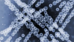 Candida auris schimmelinfectie in Europa